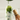 Awaken Elixir - Matcha Latte Blend